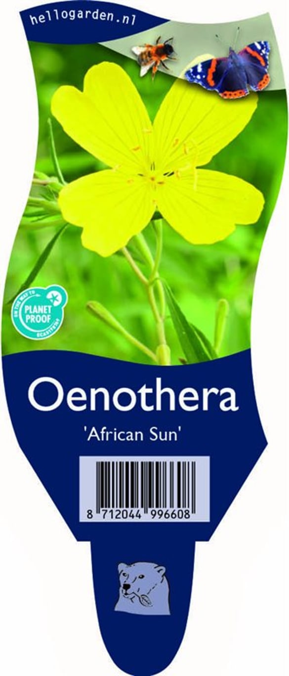 Oenothera 'African Sun' - P11